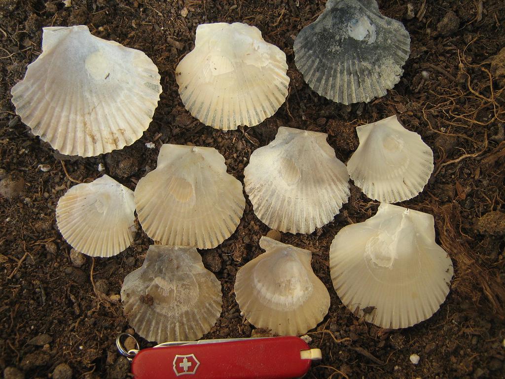 Piccoli pecten